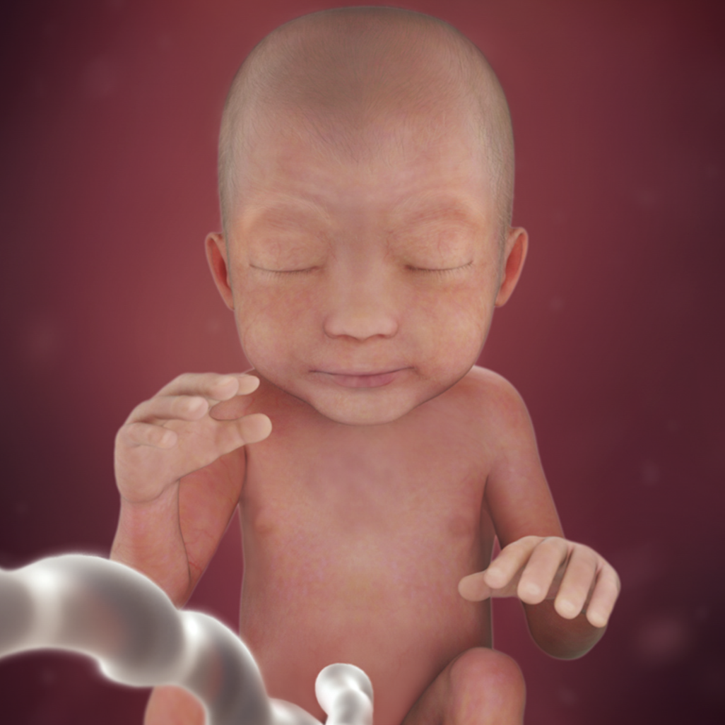 写真でみるお腹の中の赤ちゃん−妊娠中期（16－27週目）
